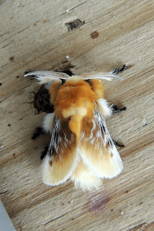 Southern flannel Moth - Megalopyge opercularis