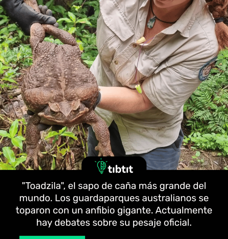 "Toadzila", el sapo de caña más grande del mundo. Los guardaparques australianos se toparon con un anfibio gigante. Actualmente hay debates sobre su pesaje oficial.