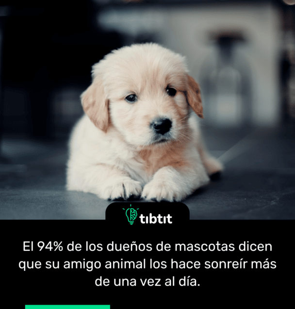 El 94% de los dueños de mascotas dicen