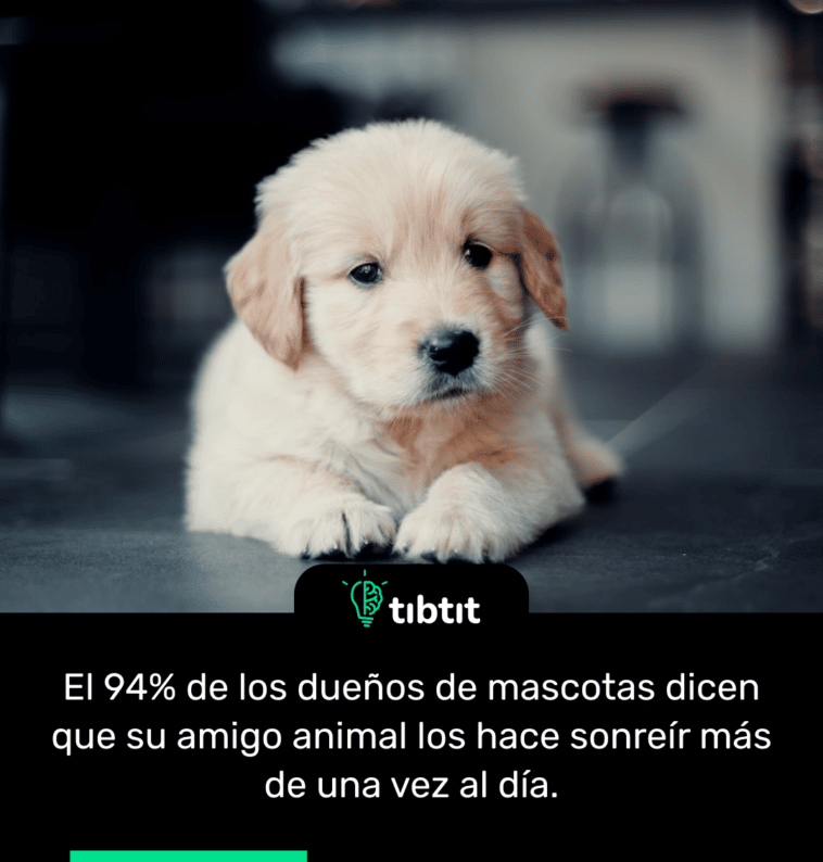 El 94% de los dueños de mascotas dicen