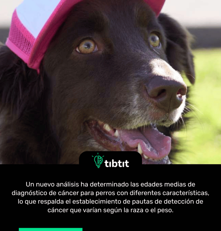 Un nuevo análisis ha determinado las edades medias de diagnóstico de cáncer para perros con diferentes características, lo que respalda el establecimiento de pautas de detección de cáncer que varían según la raza o el peso.