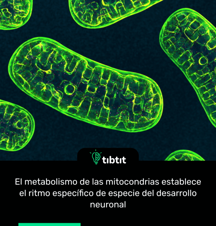 El metabolismo de las mitocondrias establece el ritmo específico de especie del desarrollo neuronal