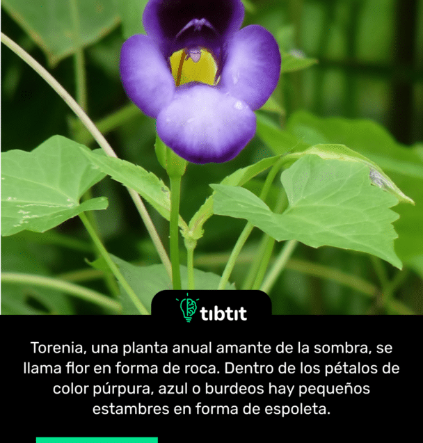 Torenia, una planta anual amante de la sombra, se llama flor en forma de roca. Dentro de los pétalos de color púrpura, azul o burdeos hay pequeños estambres en forma de espoleta.