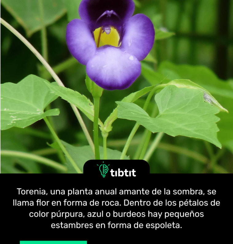 Torenia, una planta anual amante de la sombra, se llama flor en forma de roca. Dentro de los pétalos de color púrpura, azul o burdeos hay pequeños estambres en forma de espoleta.