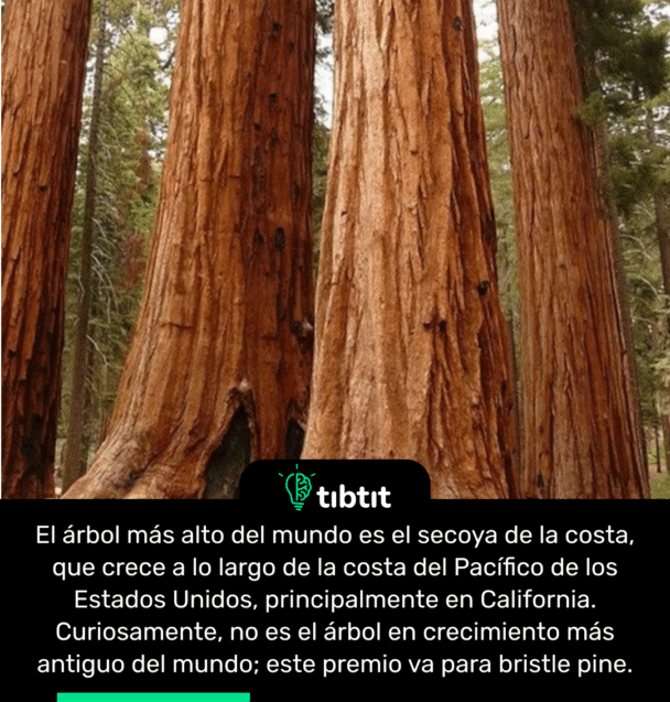 El árbol más alto del mundo es el secoya de la costa, que crece a lo largo de la costa del Pacífico de los Estados Unidos, principalmente en California. Curiosamente, no es el árbol en crecimiento más antiguo del mundo; este premio va para bristle pine.