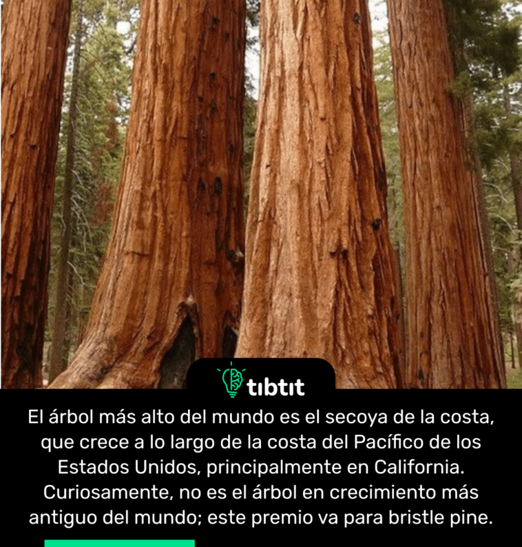 El árbol más alto del mundo es el secoya de la costa, que crece a lo largo de la costa del Pacífico de los Estados Unidos, principalmente en California. Curiosamente, no es el árbol en crecimiento más antiguo del mundo; este premio va para bristle pine.