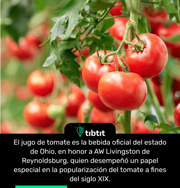 El jugo de tomate es la bebida oficial del estado de Ohio, en honor a AW Livingston de Reynoldsburg, quien desempeñó un papel especial en la popularización del tomate a fines del siglo XIX.