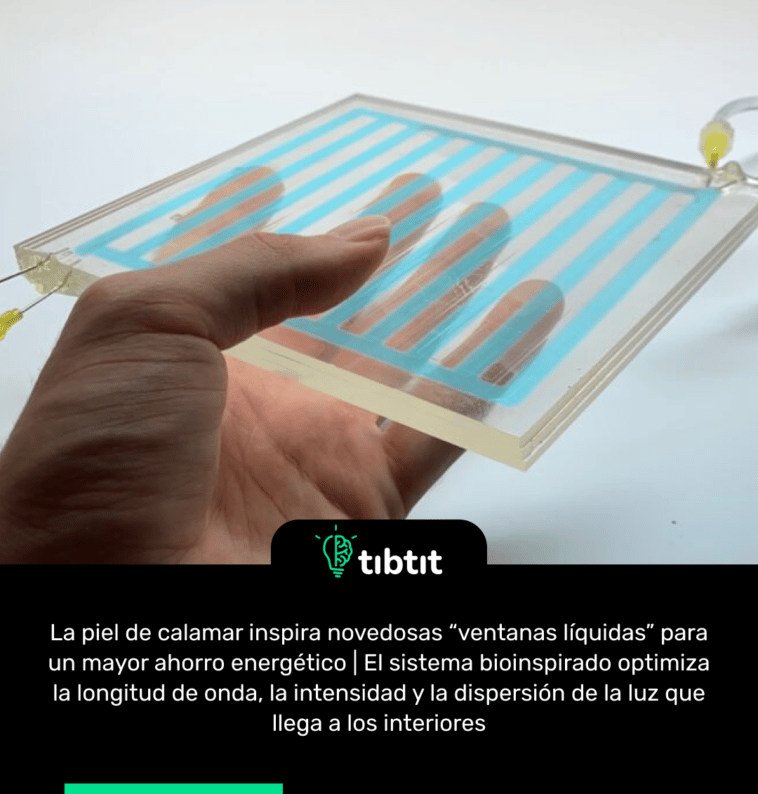 La piel de calamar inspira novedosas “ventanas líquidas” para un mayor ahorro energético | El sistema bioinspirado optimiza la longitud de onda, la intensidad y la dispersión de la luz que llega a los interiores