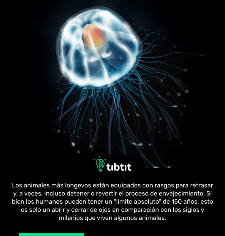 Los animales más longevos están equipados con rasgos para retrasar y, a veces, incluso detener o revertir el proceso de envejecimiento. Si bien los humanos pueden tener un "límite absoluto" de 150 años, esto es solo un abrir y cerrar de ojos en comparación con los siglos y milenios que viven algunos animales.
