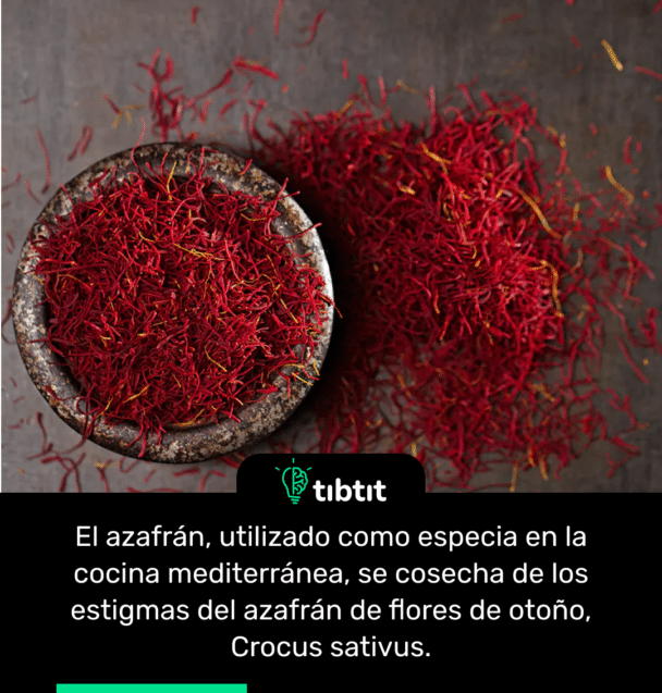 El azafrán, utilizado como especia en la cocina mediterránea, se cosecha de los estigmas del azafrán de flores de otoño, Crocus sativus.