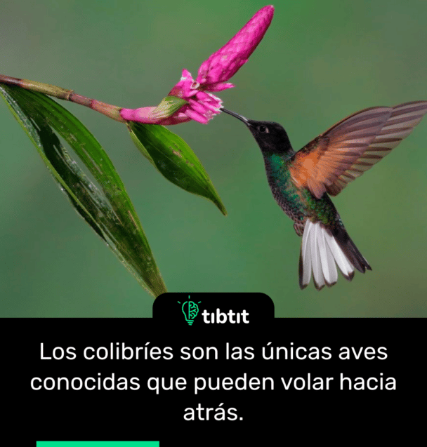 Los colibríes son las únicas aves conocidas que pueden volar hacia atrás.