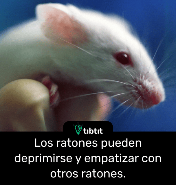Los ratones pueden deprimirse y empatizar con otros ratones.