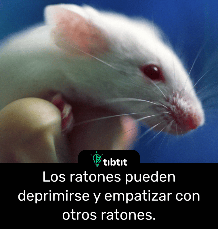 Los ratones pueden deprimirse y empatizar con otros ratones.