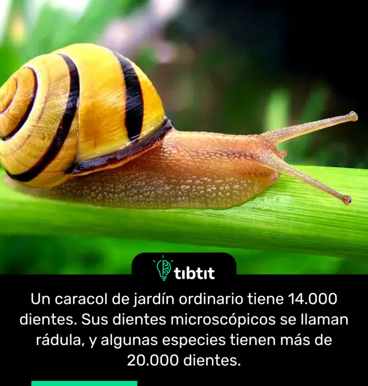 Un caracol de jardín ordinario tiene 14.000 dientes. Sus dientes microscópicos se llaman rádula, y algunas especies tienen más de 20.000 dientes.