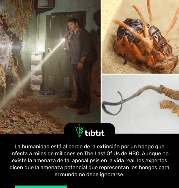 La humanidad está al borde de la extinción por un hongo que infecta a miles de millones en The Last Of Us de HBO. Aunque no existe la amenaza de tal apocalipsis en la vida real, los expertos dicen que la amenaza potencial que representan los hongos para el mundo no debe ignorarse.