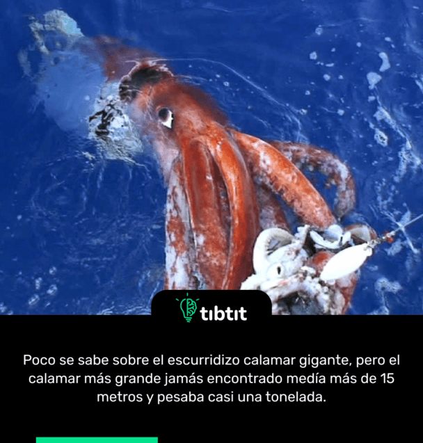 Poco se sabe sobre el escurridizo calamar gigante, pero el calamar más grande jamás encontrado medía más de 15 metros y pesaba casi una tonelada.