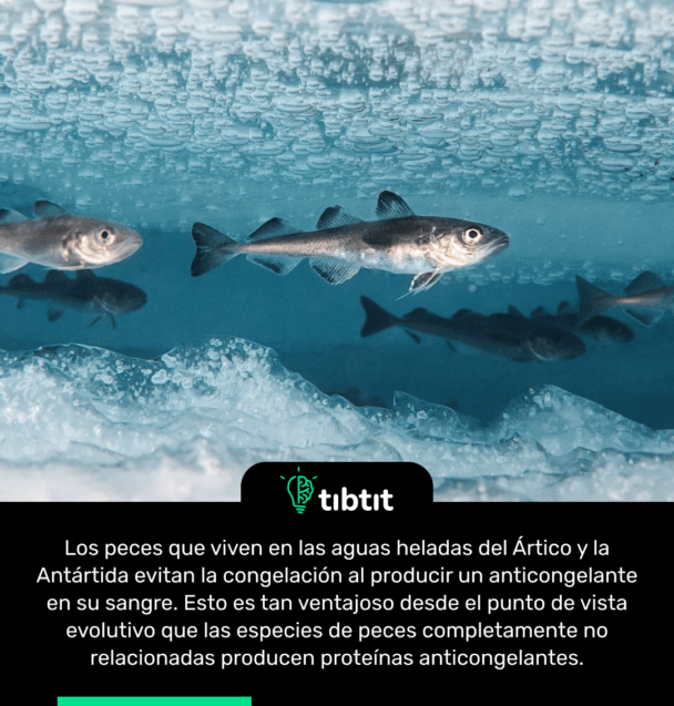 Los peces que viven en las aguas heladas del Ártico y la Antártida evitan la congelación al producir un anticongelante en su sangre. Esto es tan ventajoso desde el punto de vista evolutivo que las especies de peces completamente no relacionadas producen proteínas anticongelantes.