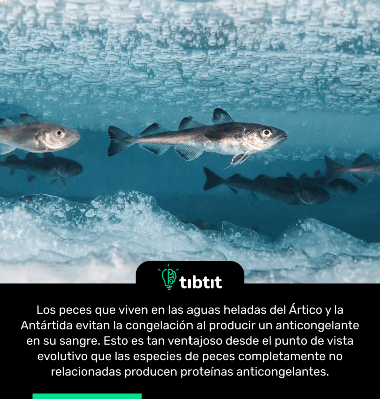 Los peces que viven en las aguas heladas del Ártico y la Antártida evitan la congelación al producir un anticongelante en su sangre. Esto es tan ventajoso desde el punto de vista evolutivo que las especies de peces completamente no relacionadas producen proteínas anticongelantes.