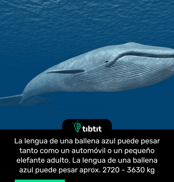 La lengua de una ballena azul puede pesar tanto como un automóvil o un pequeño elefante adulto. La lengua de una ballena azul puede pesar aprox. 2720 - 3630 kg