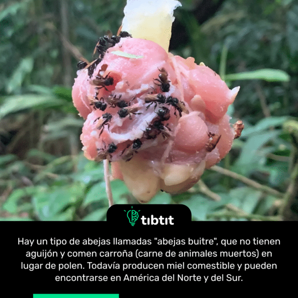 Hay un tipo de abejas llamadas "abejas buitre", que no tienen aguijón y comen carroña (carne de animales muertos) en lugar de polen. Todavía producen miel comestible y pueden encontrarse en América del Norte y del Sur.