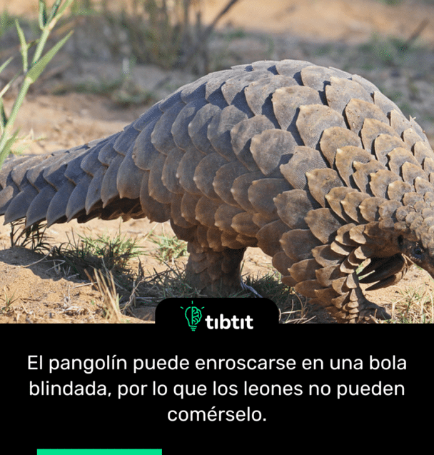 El pangolín puede enroscarse en una bola blindada, por lo que los leones no pueden comérselo.