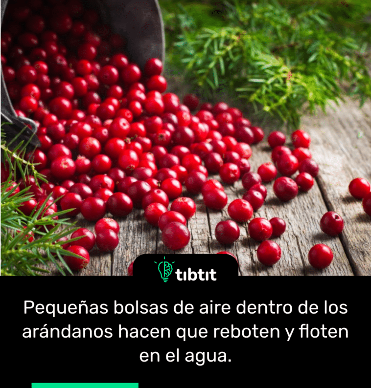 Pequeñas bolsas de aire dentro de los arándanos hacen que reboten y floten en el agua.