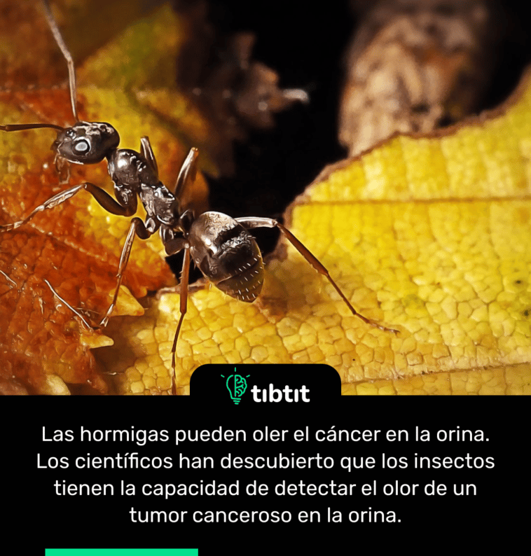 Las hormigas pueden oler el cáncer en la orina. Los científicos han descubierto que los insectos tienen la capacidad de detectar el olor de un tumor canceroso en la orina.