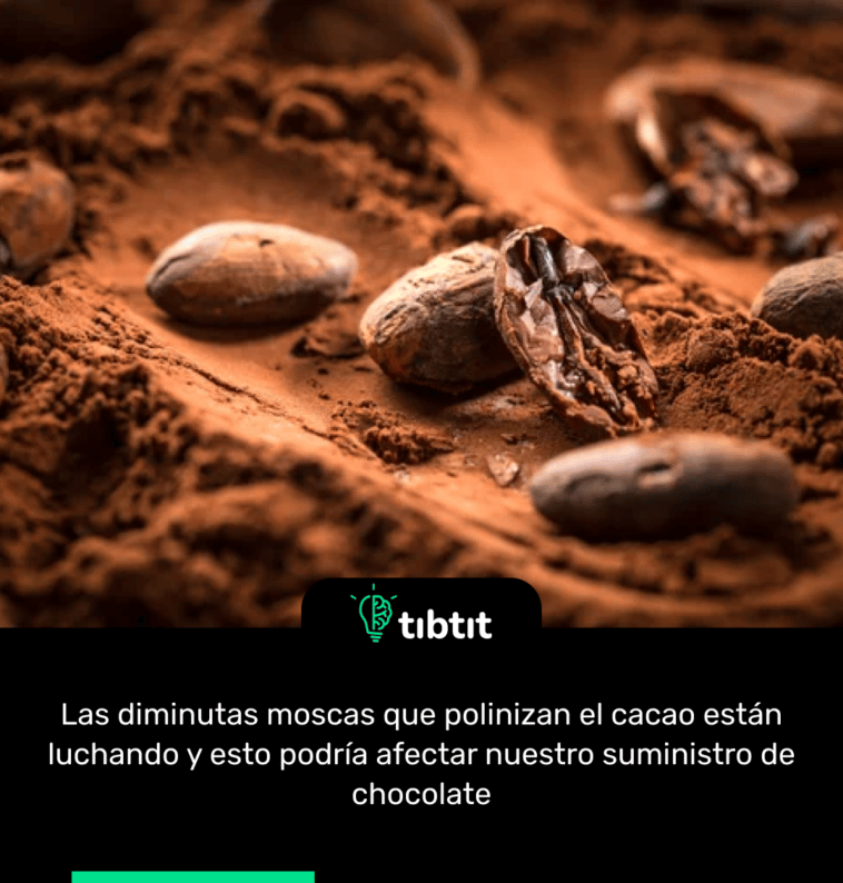 Las diminutas moscas que polinizan el cacao están luchando y esto podría afectar nuestro suministro de chocolate