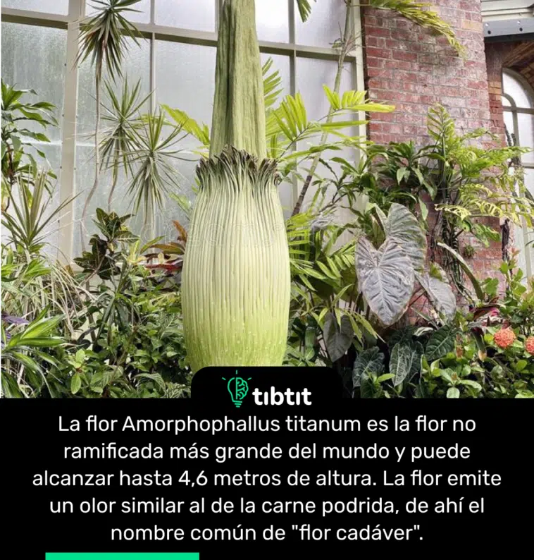 La flor Amorphophallus titanum es la flor no ramificada más grande del mundo y puede alcanzar hasta 4,6 metros de altura. La flor emite un olor similar al de la carne podrida, de ahí el nombre común de "flor cadáver".