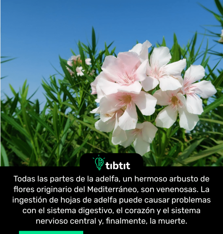 Todas las partes de la adelfa, un hermoso arbusto de flores originario del Mediterráneo, son venenosas. La ingestión de hojas de adelfa puede causar problemas con el sistema digestivo, el corazón y el sistema nervioso central y, finalmente, la muerte.