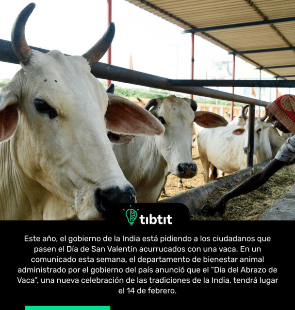 Este año, el gobierno de la India está pidiendo a los ciudadanos que pasen el Día de San Valentín acurrucados con una vaca. En un comunicado esta semana, el departamento de bienestar animal administrado por el gobierno del país anunció que el “Día del Abrazo de Vaca”, una nueva celebración de las tradiciones de la India, tendrá lugar el 14 de febrero.