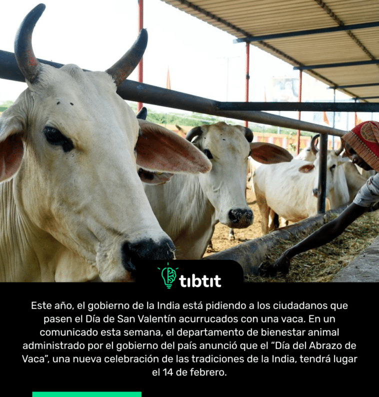 Este año, el gobierno de la India está pidiendo a los ciudadanos que pasen el Día de San Valentín acurrucados con una vaca. En un comunicado esta semana, el departamento de bienestar animal administrado por el gobierno del país anunció que el “Día del Abrazo de Vaca”, una nueva celebración de las tradiciones de la India, tendrá lugar el 14 de febrero.