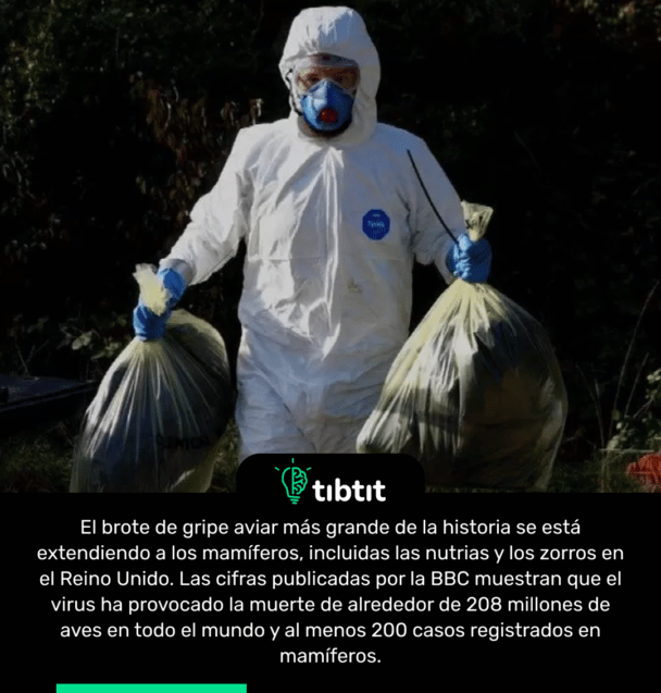El brote de gripe aviar más grande de la historia se está extendiendo a los mamíferos, incluidas las nutrias y los zorros en el Reino Unido. Las cifras publicadas por la BBC muestran que el virus ha provocado la muerte de alrededor de 208 millones de aves en todo el mundo y al menos 200 casos registrados en mamíferos.