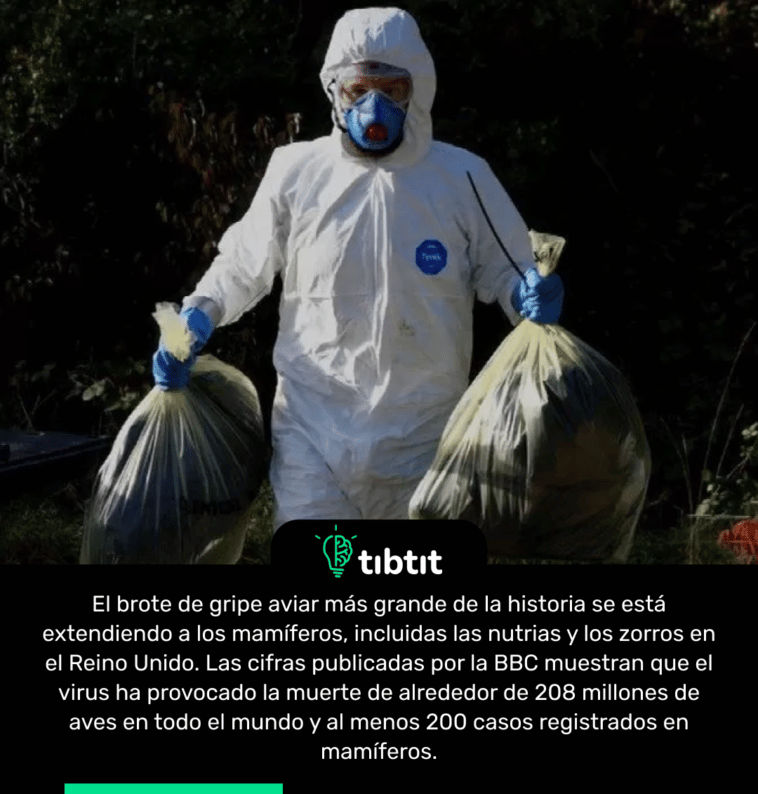 El brote de gripe aviar más grande de la historia se está extendiendo a los mamíferos, incluidas las nutrias y los zorros en el Reino Unido. Las cifras publicadas por la BBC muestran que el virus ha provocado la muerte de alrededor de 208 millones de aves en todo el mundo y al menos 200 casos registrados en mamíferos.