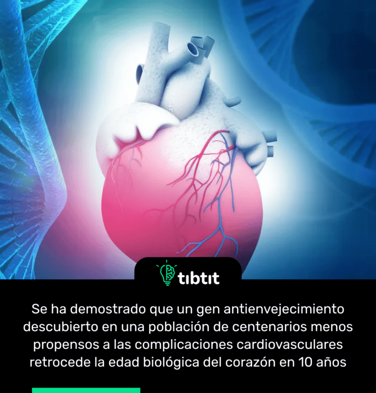 Se ha demostrado que un gen antienvejecimiento descubierto en una población de centenarios menos propensos a las complicaciones cardiovasculares retrocede la edad biológica del corazón en 10 años
