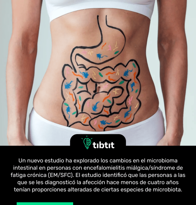 Un nuevo estudio ha explorado los cambios en el microbioma intestinal en personas con encefalomielitis miálgica/síndrome de fatiga crónica (EM/SFC). El estudio identificó que las personas a las que se les diagnosticó la afección hace menos de cuatro años tenían proporciones alteradas de ciertas especies de microbiota.