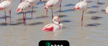 Las mamás flamencos pierden su vibrante color rosa mientras crían a sus crías. Cuando los padres alimentan a sus polluelos con leche vegetal, pierden su color, ¡hasta el punto de que su plumaje se vuelve rosa pálido o blanco! Y finalmente los recuperan.