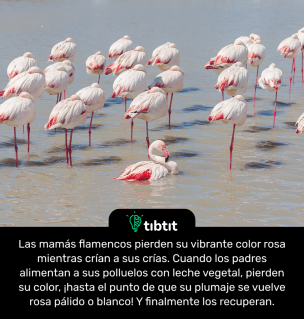 Las mamás flamencos pierden su vibrante color rosa mientras crían a sus crías. Cuando los padres alimentan a sus polluelos con leche vegetal, pierden su color, ¡hasta el punto de que su plumaje se vuelve rosa pálido o blanco! Y finalmente los recuperan.