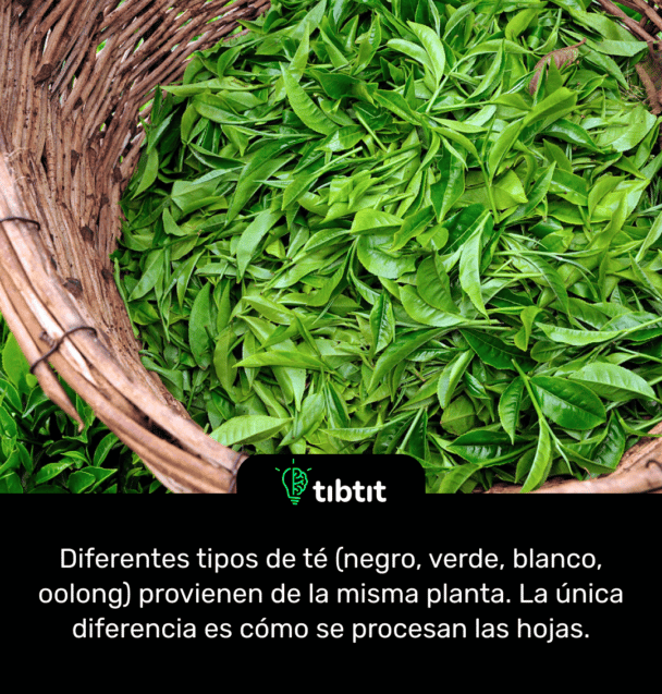 Diferentes tipos de té (negro, verde, blanco, oolong) provienen de la misma planta. La única diferencia es cómo se procesan las hojas.