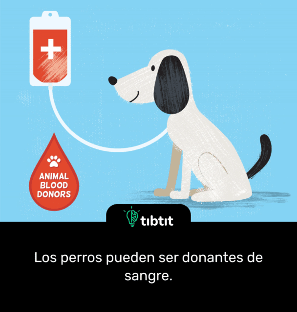 Los perros pueden ser donantes de sangre.