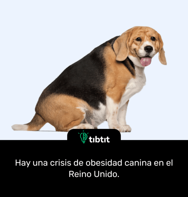 Hay una crisis de obesidad canina en el Reino Unido.