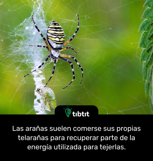 Las arañas suelen comerse sus propias telarañas para recuperar parte de la energía utilizada para tejerlas.