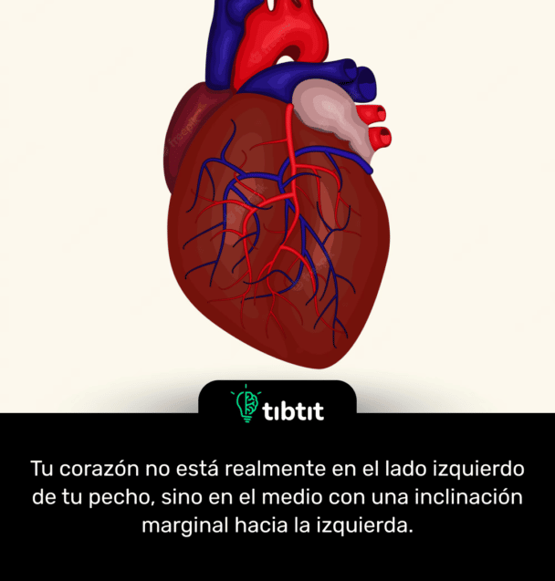 Tu corazón no está realmente en el lado izquierdo de tu pecho, sino en el medio con una inclinación marginal hacia la izquierda.