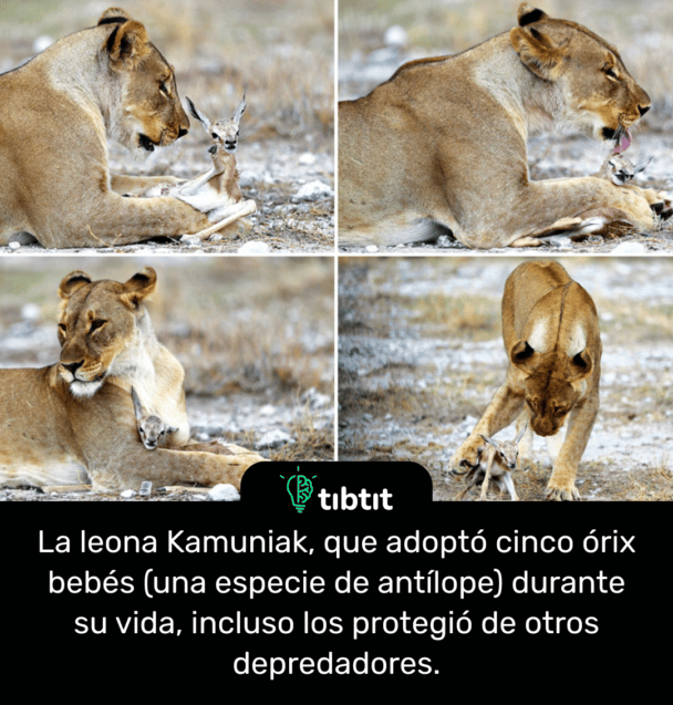 La leona Kamuniak, que adoptó cinco órix bebés (una especie de antílope) durante su vida, incluso los protegió de otros depredadores.