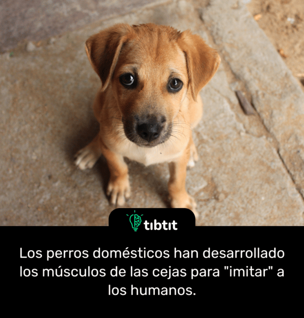 Los perros domésticos han desarrollado los músculos de las cejas para "imitar" a los humanos.