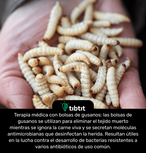 Terapia médica con bolsas de gusanos: las bolsas de gusanos se utilizan para eliminar el tejido muerto mientras se ignora la carne viva y se secretan moléculas antimicrobianas que desinfectan la herida. Resultan útiles en la lucha contra el desarrollo de bacterias resistentes a varios antibióticos de uso común.