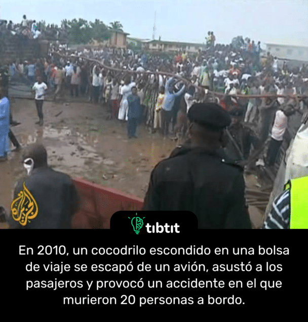 En 2010, un cocodrilo escondido en una bolsa de viaje se escapó de un avión, asustó a los pasajeros y provocó un accidente en el que murieron 20 personas a bordo.