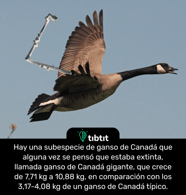 Hay una subespecie de ganso de Canadá que alguna vez se pensó que estaba extinta, llamada ganso de Canadá gigante, que crece de 7,71 kg a 10,88 kg, en comparación con los 3,17-4,08 kg de un ganso de Canadá típico.