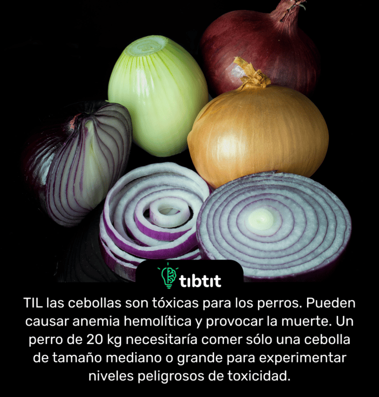 TIL las cebollas son tóxicas para los perros. Pueden causar anemia hemolítica y provocar la muerte. Un perro de 20 kg necesitaría comer sólo una cebolla de tamaño mediano o grande para experimentar niveles peligrosos de toxicidad.