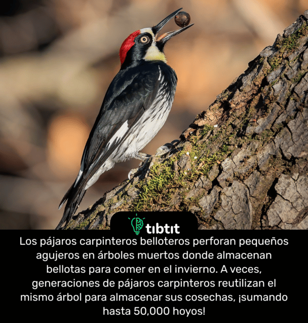 Los pájaros carpinteros belloteros perforan pequeños agujeros en árboles muertos donde almacenan bellotas para comer en el invierno. A veces, generaciones de pájaros carpinteros reutilizan el mismo árbol para almacenar sus cosechas, ¡sumando hasta 50,000 hoyos!
